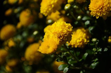 Güneşli bir günde sarı kasımpatı çiçekleri kapanıyor.
