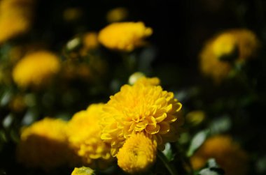 Güneşli bir günde sarı kasımpatı çiçekleri kapanıyor.