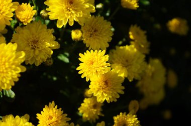 Güneşli bir günde sarı kasımpatı çiçekleri kapanıyor.