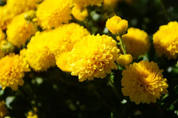 Flores Crisantemo Amarillo Día Soleado Cerca — Foto de Stock