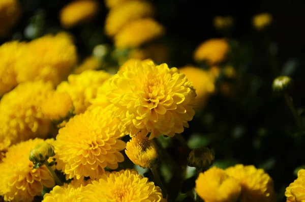 Flores Crisantemo Amarillo Día Soleado Cerca — Foto de Stock