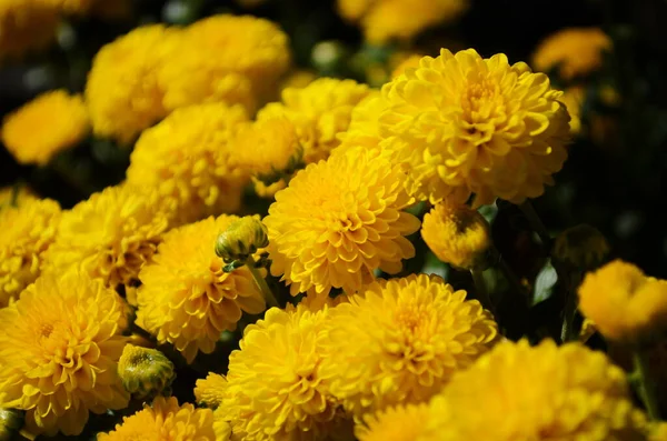 Желтый Хризантема Цветы Солнечный День Закрыть — стоковое фото
