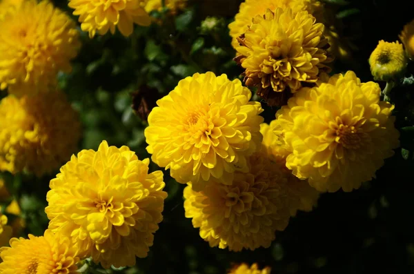 Fleurs Chrysanthème Jaune Jour Ensoleillé Gros Plan — Photo