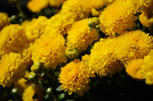 Flores Crisantemo Amarillo Día Soleado Cerca — Foto de Stock