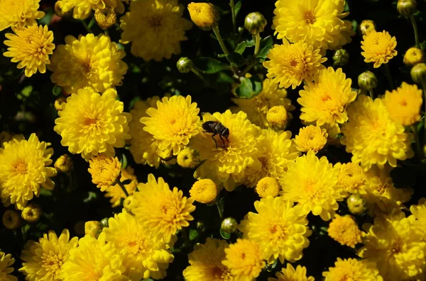 Fleurs Chrysanthème Jaune Jour Ensoleillé Gros Plan — Photo