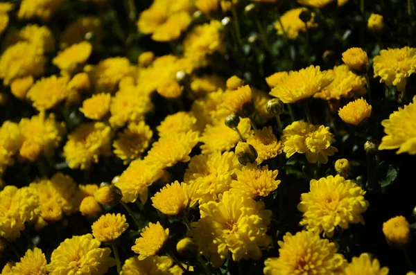 Żółte Chryzantemy Kwiaty Słoneczny Dzień Zbliżenie — Zdjęcie stockowe