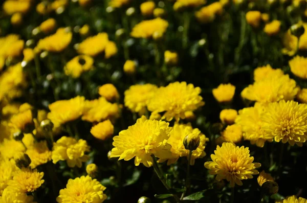 Fleurs Chrysanthème Jaune Jour Ensoleillé Gros Plan — Photo