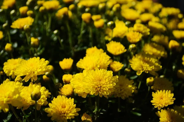 Sárga Krizantém Virágok Napsütéses Napon Közelről — Stock Fotó