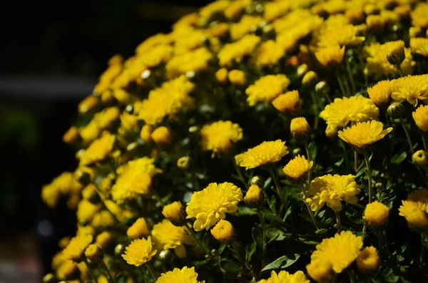 Fleurs Chrysanthème Jaune Jour Ensoleillé Gros Plan — Photo