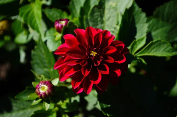 Vackra Röda Dahlia Blommor Trädgården Närbild — Stockfoto