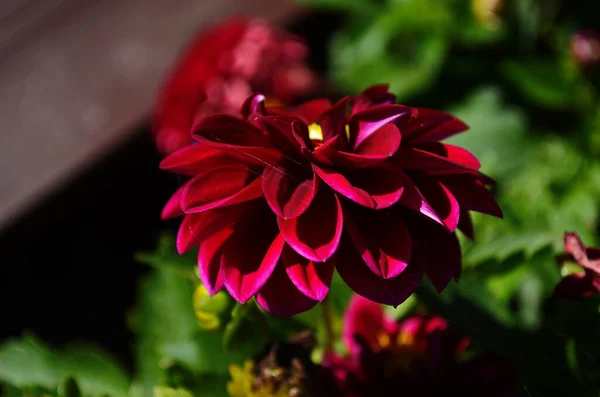 아름다운 꽃들이 정원에 가까이 — 스톡 사진