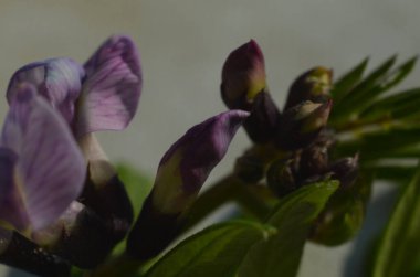 Tatlı bir bezelyenin yakın çekimi..