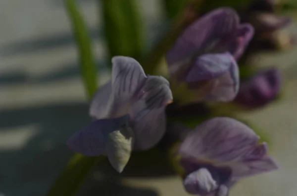 Close Shot Sweet Pea — Stock Photo, Image