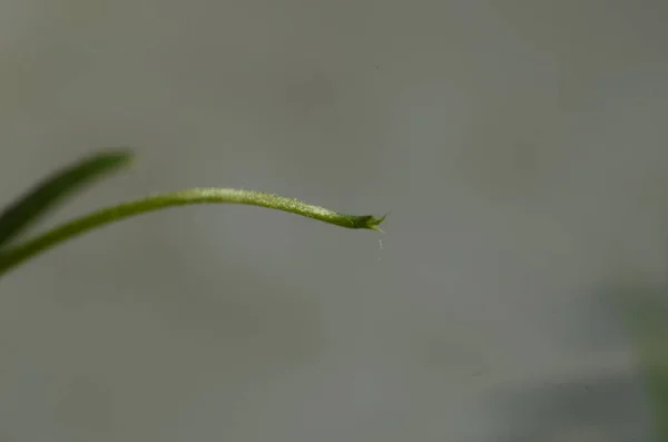 Närbild Söt Ärta — Stockfoto