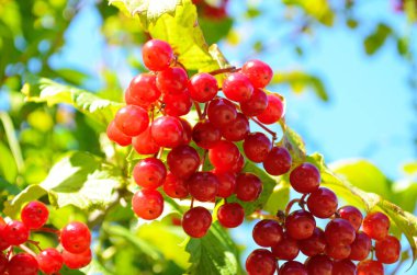 Guelder gülü veya Viburnum opulus ağacının kırmızı böğürtlen demetleri yaz mevsiminin sonunda güneşli bir günde kapanır..