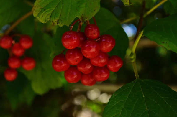 Zbliżenie Pęczków Czerwonych Jagód Róży Guelder Lub Krzewu Viburnum Opulus — Zdjęcie stockowe