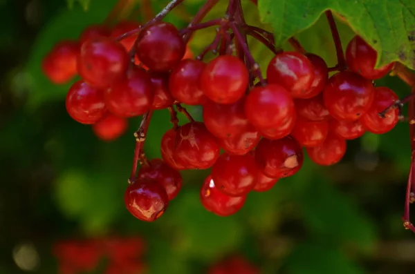 Closeup Bunches Red Berries Guelder Rose Viburnum Opulus Shrub Sunny — Stock Photo, Image