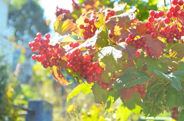 Großaufnahme Von Trauben Roter Beeren Einer Drosselrose Oder Viburnum Opulus — Stockfoto