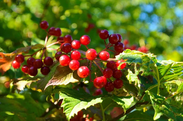 Fechar Ramos Bagas Vermelhas Guelder Aumentou Arbusto Viburnum Opulus Dia — Fotografia de Stock