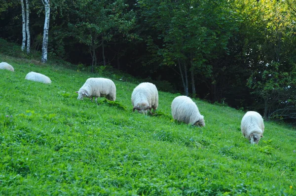 Schafe Grasen Auf Der Wiese Waldrand — Stockfoto