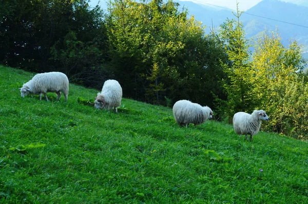 Пасутся Овцы Лугу Рядом Лесом — стоковое фото