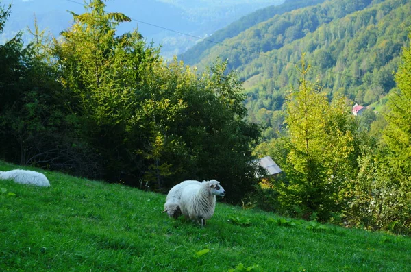 Pâturage des moutons dans la prairie près de la forêt — Photo