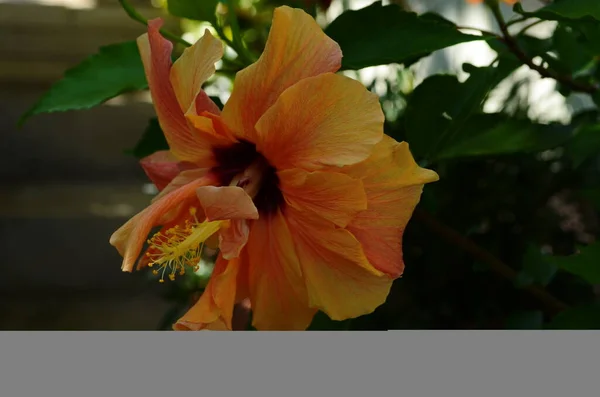 Helle große Blume des chinesischen Hibiskus, der chinesischen Rose oder der hawaiianischen Hibiskuspflanze im Sonnenlicht. Naturkonzept für Gestaltung. — Stockfoto