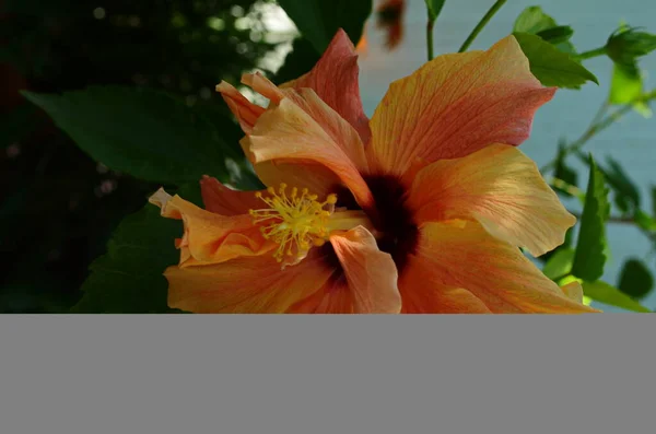 중국의 히비스커스, 중국 장미 또는 히비스커스하기 피아기 식물의 밝은 큰 꽃이 햇빛에 있다. 설계에 대한 자연 개념. — 스톡 사진