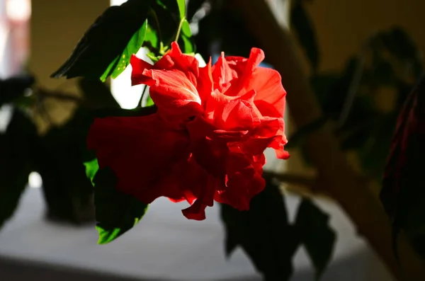 Flor grande brilhante do hibisco chinês, rosa de China ou planta hawaiian de Hibiscus na luz solar. Conceito de natureza para design. — Fotografia de Stock