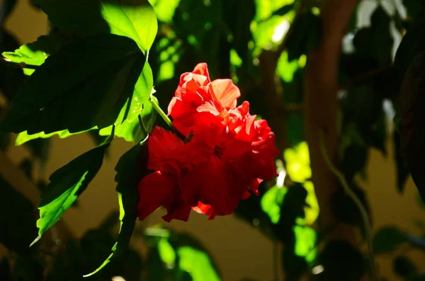 Ljust stor blomma av kinesisk hibiskus, Kina ros eller hibiskus hawaiian växt i solljus. Naturkoncept för design. — Stockfoto