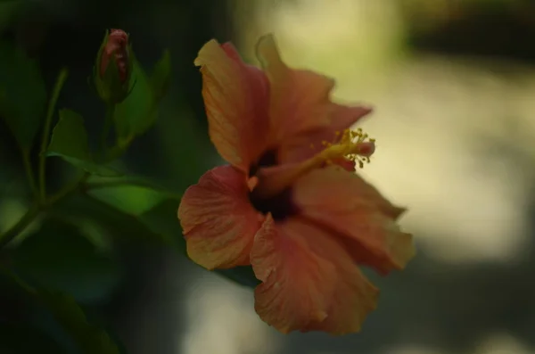 Λαμπερό μεγάλο λουλούδι του κινεζικού ιβίσκου, η Κίνα αυξήθηκε ή Hibiscus hawaiian φυτό στο φως του ήλιου. Έννοια της φύσης για σχεδιασμό. — Φωτογραφία Αρχείου