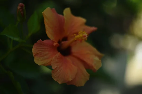 Helle große Blume des chinesischen Hibiskus, der chinesischen Rose oder der hawaiianischen Hibiskuspflanze im Sonnenlicht. Naturkonzept für Gestaltung. — Stockfoto