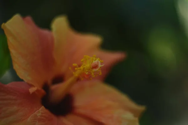 Яркий большой цветок китайского гибискуса, Китай розы или гибискуса гавайского растения в солнечном свете. Концепция природы для дизайна. — стоковое фото