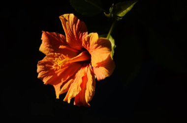 Çin amber çiçeği, Çin gülü ya da güneş ışığında Hibiscus Hawaii bitkisi. Tasarım için doğa konsepti.
