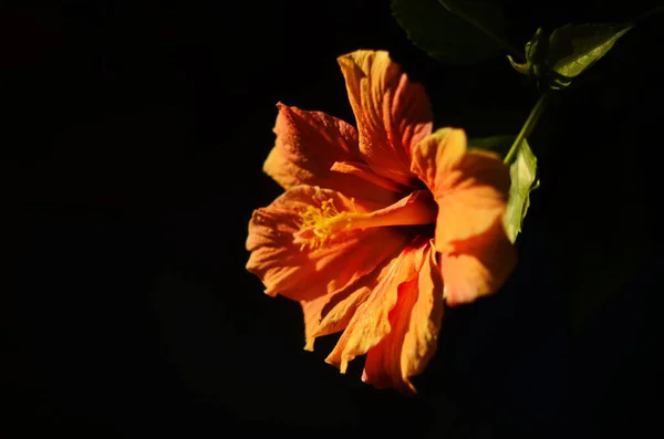 Heldere grote bloem van Chinese hibiscus, China roos of Hibiscus hawaiiaanse plant in het zonlicht. Natuurconcept voor design. — Stockfoto