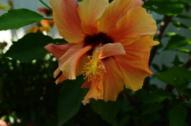 Çin Hibiscus 'unun parlak büyük çiçeği, rosa-sinensis Çin ya da güneş ışığında Hibiscus Hawai bitkisi. Tasarım için doğa konsepti.
