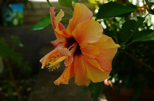 히비스커스 Hibiscus 엔시스 Rosa Sinensis Rosa Sinensis 의밝은 햇빛을 피웠다 — 스톡 사진