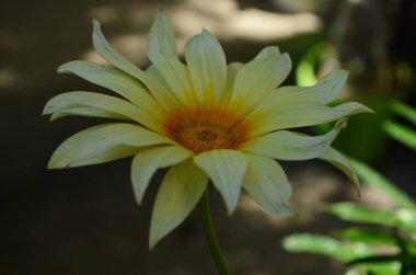 Gazania çiçeğine ya da bir bahçede Afrika papatyasına yakın dur.