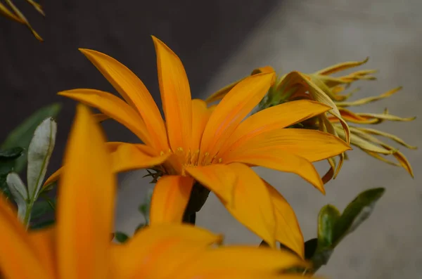 Nahaufnahme Von Gazania Blume Oder Afrikanischem Gänseblümchen Garten — Stockfoto