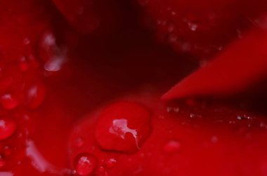 Koyu, yansıtıcı yüzeydeki kırmızı bir gülün ayrıntıları. Yaprakların damlaları var..