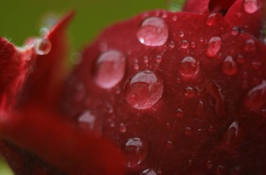Koyu, yansıtıcı yüzeydeki kırmızı bir gülün ayrıntıları. Yaprakların damlaları var..