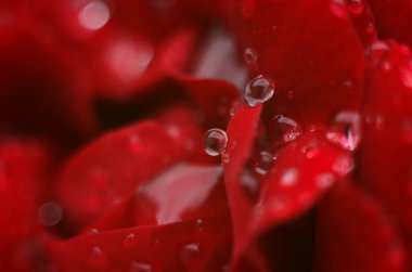 Koyu, yansıtıcı yüzeydeki kırmızı bir gülün ayrıntıları. Yaprakların damlaları var..