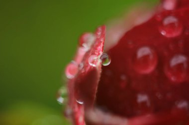 Koyu, yansıtıcı yüzeydeki kırmızı bir gülün ayrıntıları. Yaprakların damlaları var..