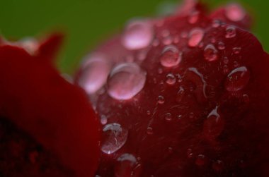 Koyu, yansıtıcı yüzeydeki kırmızı bir gülün ayrıntıları. Yaprakların damlaları var..