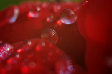 Koyu, yansıtıcı yüzeydeki kırmızı bir gülün ayrıntıları. Yaprakların damlaları var..