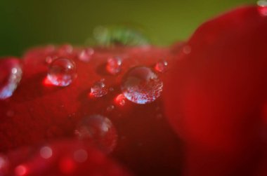 Koyu, yansıtıcı yüzeydeki kırmızı bir gülün ayrıntıları. Yaprakların damlaları var..