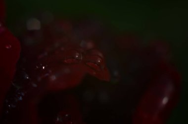 Koyu, yansıtıcı yüzeydeki kırmızı bir gülün ayrıntıları. Yaprakların damlaları var..