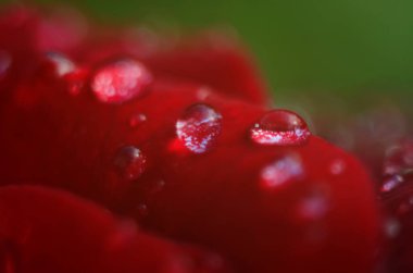 Koyu, yansıtıcı yüzeydeki kırmızı bir gülün ayrıntıları. Yaprakların damlaları var..