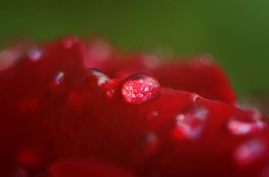 Koyu, yansıtıcı yüzeydeki kırmızı bir gülün ayrıntıları. Yaprakların damlaları var..