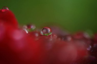 Koyu, yansıtıcı yüzeydeki kırmızı bir gülün ayrıntıları. Yaprakların damlaları var..